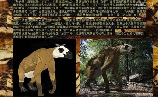 驴头狼,体长超1米 头部像驴 身子象狼950 / 作者:UFO爱好者 / 帖子ID:82465