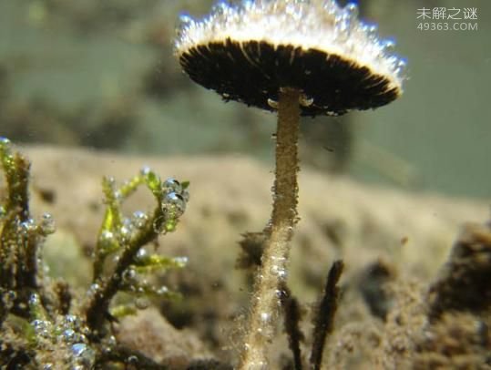 新物种暴龙水蛭，竟在秘鲁女孩的鼻子中发现7 / 作者:UFO爱好者 / 帖子ID:84570