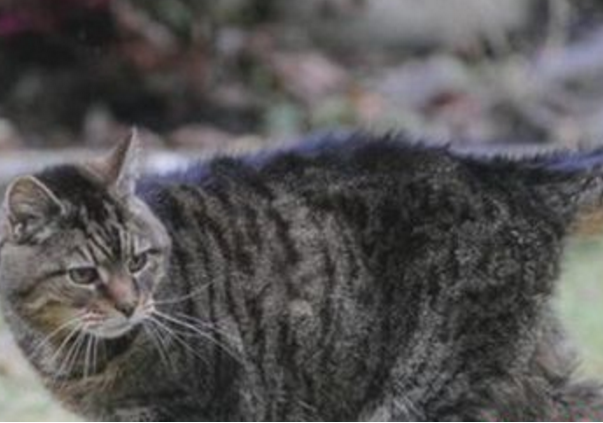 世界上活的最久的猫，露西(已经活了30多年)205 / 作者:UFO爱好者 / 帖子ID:95548