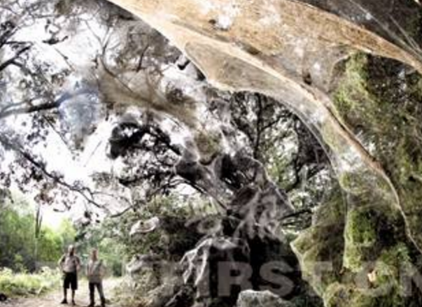 世界上最大的蜘蛛网，长度可达700平方米(一大堆蜘蛛编织而成)648 / 作者:UFO爱好者 / 帖子ID:95549
