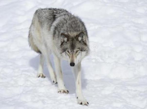 世界上最大的犬科动物 北美灰狼(战斗力强 雪原霸主)913 / 作者:UFO爱好者 / 帖子ID:94851