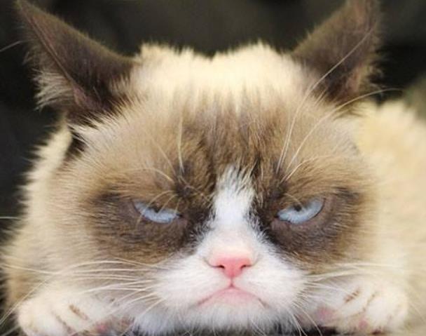 世界上身价最高的猫 不爽猫 身价超过六亿元94 / 作者:UFO爱好者 / 帖子ID:95015