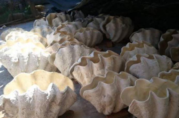 世界上最大的贝类 砗磲 重量达300千克以上584 / 作者:UFO爱好者 / 帖子ID:94944