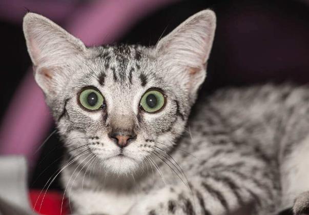 世界上最古老的猫 埃及猫(拥有贵族高贵的血统)383 / 作者:UFO爱好者 / 帖子ID:94833