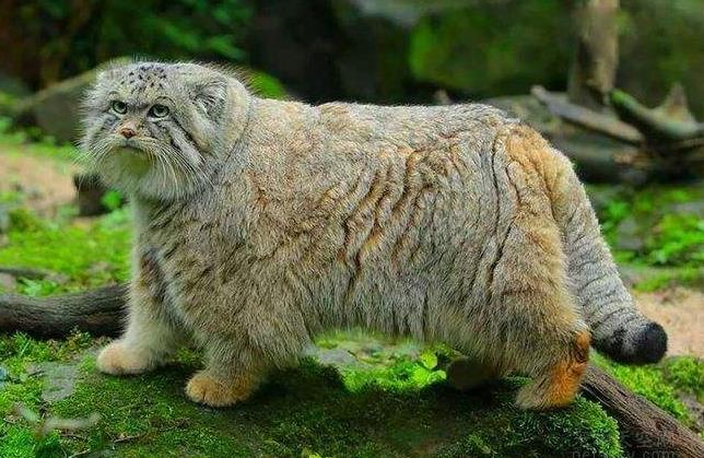世界上最凶残的猫 帕拉斯猫(具有强烈攻击性)11 / 作者:UFO爱好者 / 帖子ID:94185