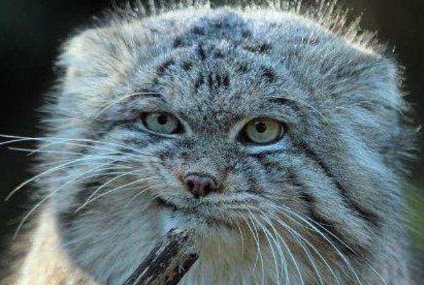 世界上最凶残的猫 帕拉斯猫(具有强烈攻击性)637 / 作者:UFO爱好者 / 帖子ID:94185