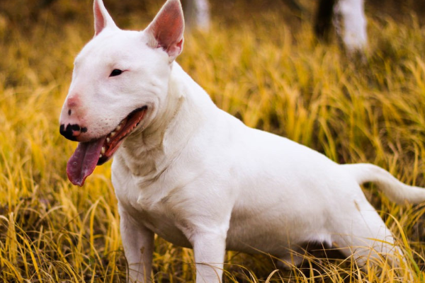 世界上最凶猛的小型犬：迷你牛头梗，怪异杀手(攻击力五颗星)585 / 作者:UFO爱好者 / 帖子ID:92007