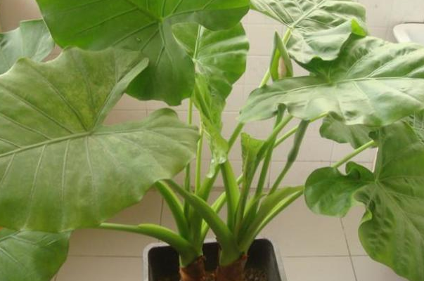 家里千万不能养的六种花：致命之花，剧毒物质(植物界杀手)744 / 作者:UFO爱好者 / 帖子ID:72288