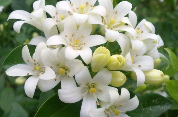 家里千万不能养的六种花：致命之花，剧毒物质(植物界杀手)498 / 作者:UFO爱好者 / 帖子ID:72288