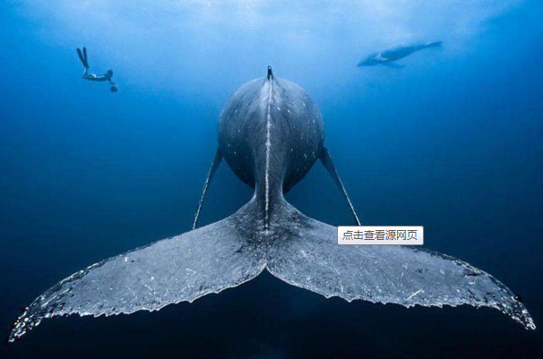 座头鲸：形状似琵琶，海中歌唱家(每年旅行2.5万公里)387 / 作者:UFO爱好者 / 帖子ID:72845