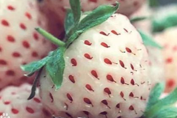 世界上最贵的水果多少钱?蜂蜜浇灌每年仅有100个676 / 作者:UFO爱好者 / 帖子ID:91585