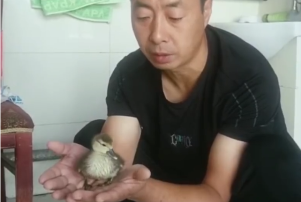 男子网购孔雀蛋孵出鸭子：807元孔雀蛋，孵化32天(真心错付)914 / 作者:UFO爱好者 / 帖子ID:80121