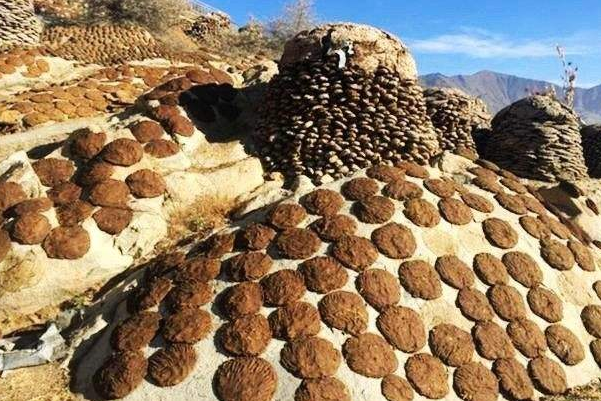 为什么印度人吃牛粪饼 新鲜牛粪手工制成网站爆款商品524 / 作者:UFO爱好者 / 帖子ID:80124