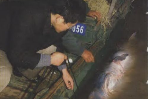 长江白鲟灭绝了吗?宣布灭绝，生活1.5亿年(水下大熊猫)856 / 作者:UFO爱好者 / 帖子ID:79795