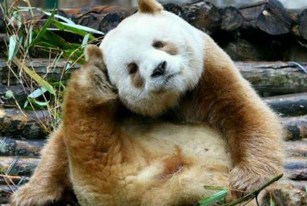 熊猫七仔为什么是棕色的?四大原因，返祖现象(隐形基因)191 / 作者:UFO爱好者 / 帖子ID:79793
