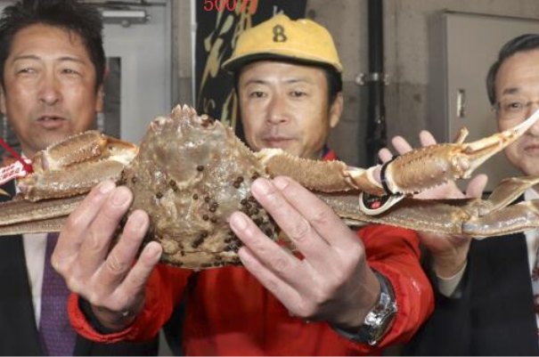 日本螃蟹500万怎么回事?五星螃蟹，时令首鲜(日本独有)325 / 作者:UFO爱好者 / 帖子ID:79624