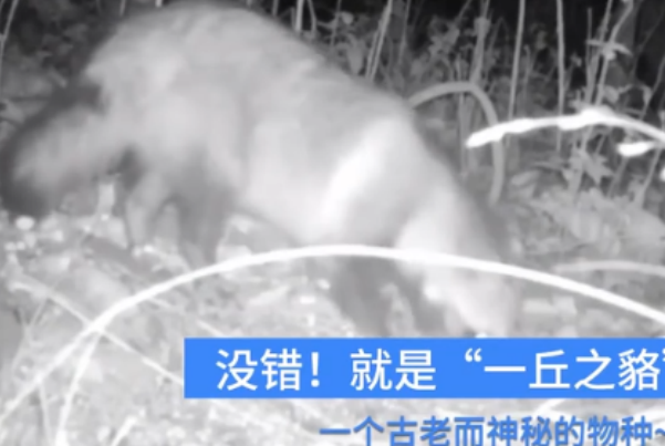 杭州拍到一丘之貉中的貉:古老犬科动物，深夜觅食过冬791 / 作者:UFO爱好者 / 帖子ID:79240