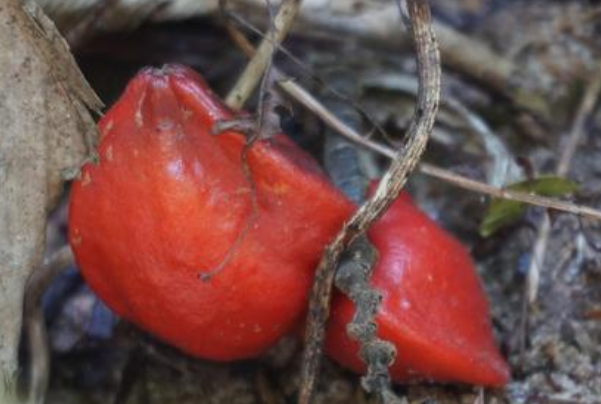 世界上最甜的水果:非洲竹芋，蔗糖甜度104倍(天然添加剂)810 / 作者:UFO爱好者 / 帖子ID:91073