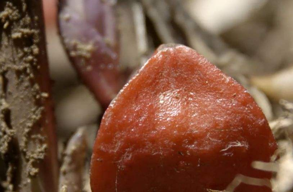 世界上最甜的水果:非洲竹芋，蔗糖甜度104倍(天然添加剂)717 / 作者:UFO爱好者 / 帖子ID:91073