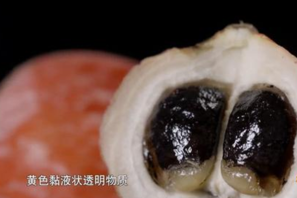 世界上最甜的水果:非洲竹芋，蔗糖甜度104倍(天然添加剂)339 / 作者:UFO爱好者 / 帖子ID:91073