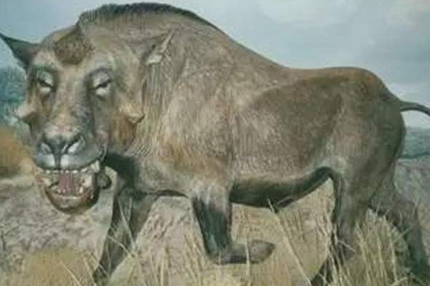 猪的祖先是谁?巨猪，6500万年前动物(脑容量比拳头小)495 / 作者:UFO爱好者 / 帖子ID:79155