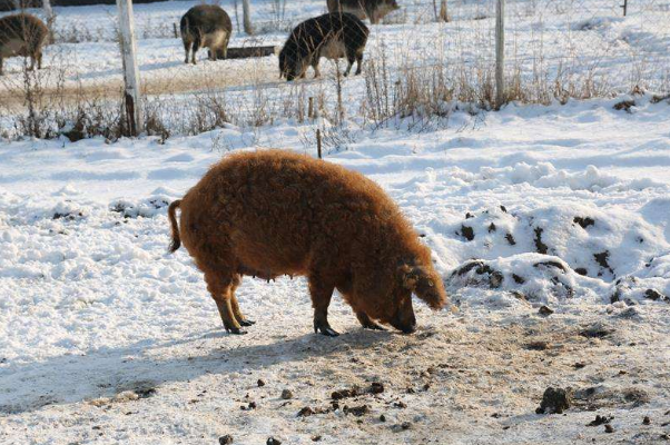 世界上最好的猪品种:伊比利亚黑猪，橡果培育(火腿3.1万)387 / 作者:UFO爱好者 / 帖子ID:90882