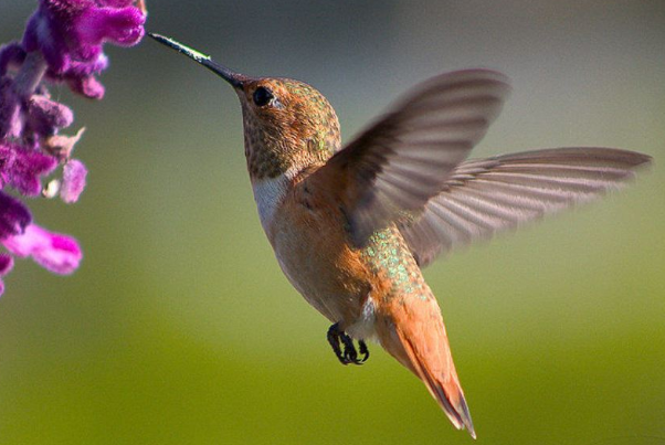 世界上最小的鸟:吸蜜蜂鸟，重2克长约6cm(日食花朵1500)89 / 作者:UFO爱好者 / 帖子ID:90848
