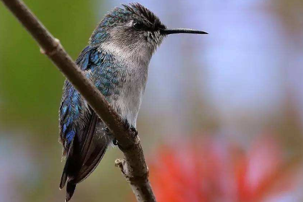 世界上最小的鸟:吸蜜蜂鸟，重2克长约6cm(日食花朵1500)505 / 作者:UFO爱好者 / 帖子ID:90848
