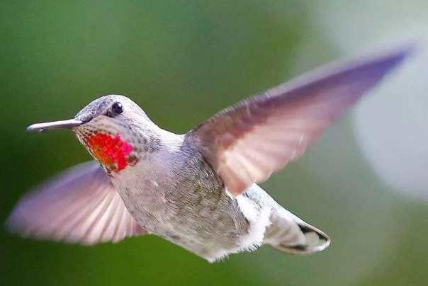 世界上最小的鸟:吸蜜蜂鸟，重2克长约6cm(日食花朵1500)768 / 作者:UFO爱好者 / 帖子ID:90848
