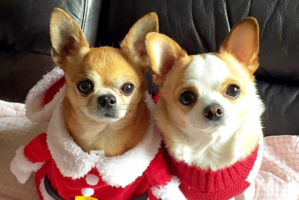 世界上最小的狗:蜜莉，身长9.65cm重170克(比运动鞋小)32 / 作者:UFO爱好者 / 帖子ID:90847