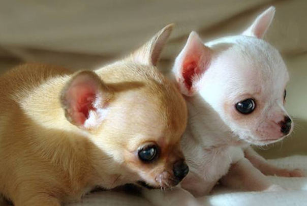 世界上最小的狗:蜜莉，身长9.65cm重170克(比运动鞋小)67 / 作者:UFO爱好者 / 帖子ID:90847