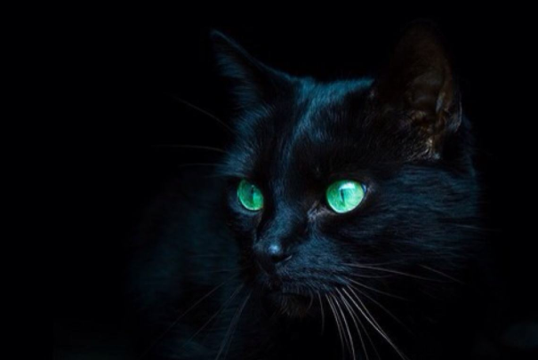纯黑的猫一般人养不了:容易受惊吓，黑猫不吉利会破财542 / 作者:UFO爱好者 / 帖子ID:78911