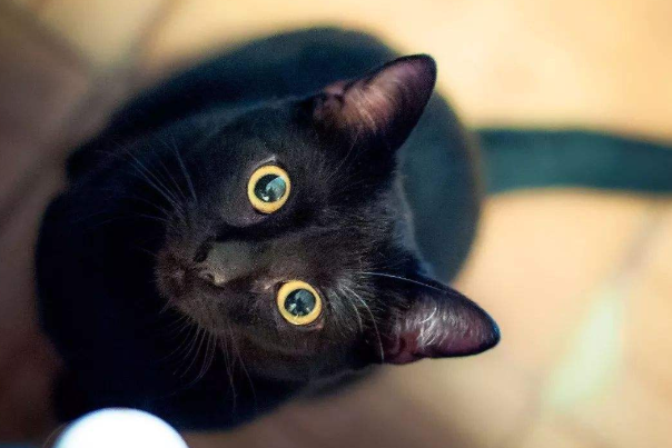 纯黑的猫一般人养不了:容易受惊吓，黑猫不吉利会破财448 / 作者:UFO爱好者 / 帖子ID:78911