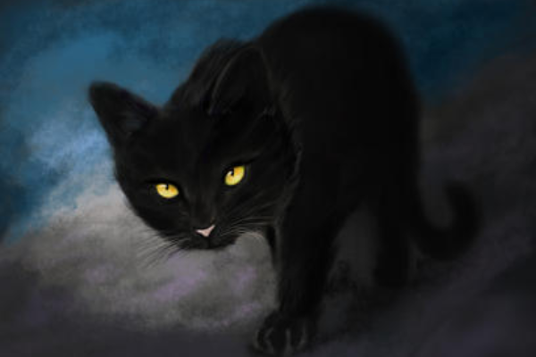 纯黑的猫一般人养不了:容易受惊吓，黑猫不吉利会破财537 / 作者:UFO爱好者 / 帖子ID:78911