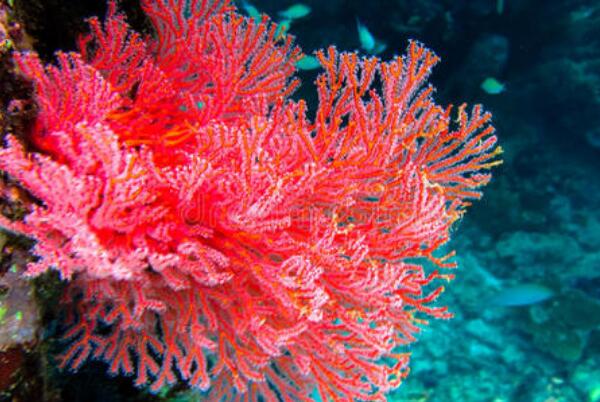 世界上最珍贵的珊瑚:台湾红珊瑚，20年长1寸(宝石级别)146 / 作者:UFO爱好者 / 帖子ID:90841