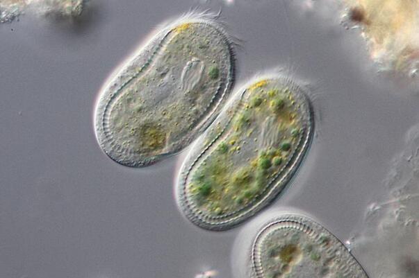 世界上最小的动物:H39，直径0.3微米(1千万亿个重1克)888 / 作者:UFO爱好者 / 帖子ID:90843