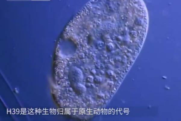 世界上最小的动物:H39，直径0.3微米(1千万亿个重1克)542 / 作者:UFO爱好者 / 帖子ID:90843