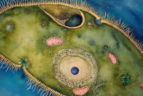 世界上最小的动物:H39，直径0.3微米(1千万亿个重1克)983 / 作者:UFO爱好者 / 帖子ID:90843