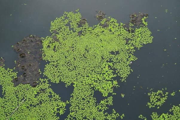 世界上最小的花:芜萍，直径小于1.5mm(1平方米1百万个)98 / 作者:UFO爱好者 / 帖子ID:90842