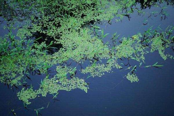 世界上最小的花:芜萍，直径小于1.5mm(1平方米1百万个)361 / 作者:UFO爱好者 / 帖子ID:90842