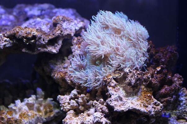 珊瑚是动物还是植物?动物，无脊椎结构(摄食与排泄通用)874 / 作者:UFO爱好者 / 帖子ID:79105