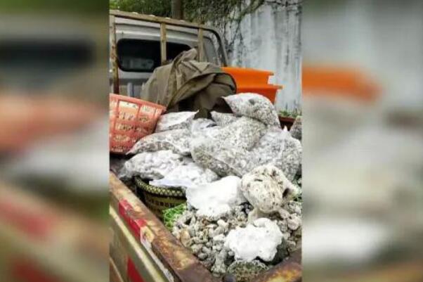 海南捡了珊瑚被罚款:罚款24万，总共13吨(售卖珊瑚违法)38 / 作者:UFO爱好者 / 帖子ID:79016
