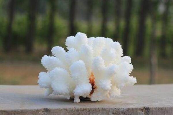 珊瑚石为什么不能放家:摆凶位破财，放在财位(放干燥处)687 / 作者:UFO爱好者 / 帖子ID:79013