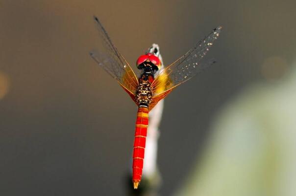 世界上最小的蜻蜓:侏红小蜻，15mm长侏儒蜻蜓(全身红色)54 / 作者:UFO爱好者 / 帖子ID:90834