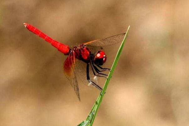 世界上最小的蜻蜓:侏红小蜻，15mm长侏儒蜻蜓(全身红色)711 / 作者:UFO爱好者 / 帖子ID:90834