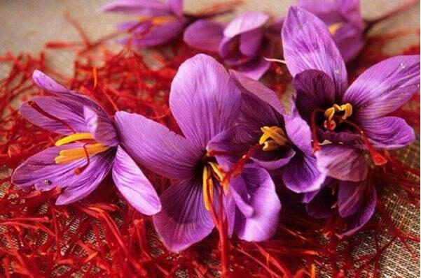 世界上最珍贵的花:白皮月界几十年一株，水晶兰奇特无比449 / 作者:UFO爱好者 / 帖子ID:90835