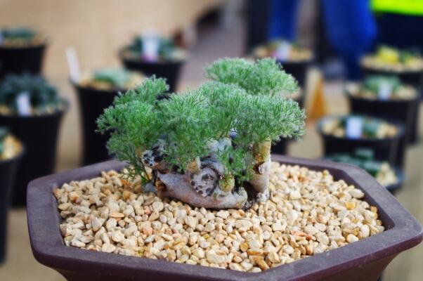 世界上最珍贵的花:白皮月界几十年一株，水晶兰奇特无比75 / 作者:UFO爱好者 / 帖子ID:90835