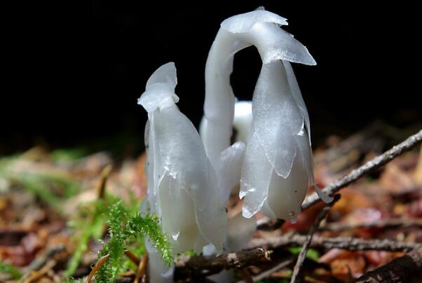 世界上最珍贵的花:白皮月界几十年一株，水晶兰奇特无比38 / 作者:UFO爱好者 / 帖子ID:90835