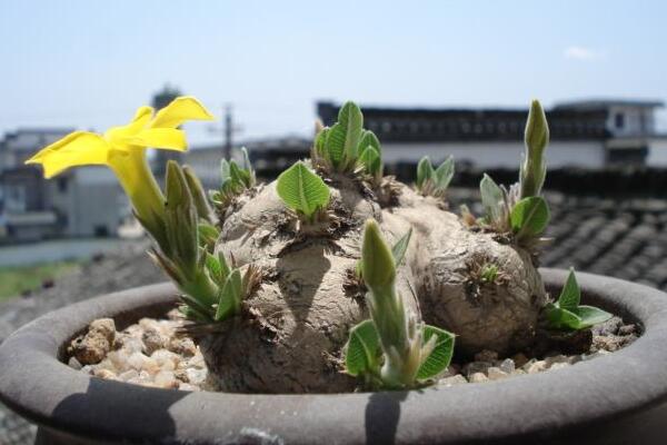 世界上最珍贵的花:白皮月界几十年一株，水晶兰奇特无比944 / 作者:UFO爱好者 / 帖子ID:90835