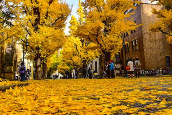 日本最好的大学:东京大学，培育11位诺贝尔奖16位首相525 / 作者:UFO爱好者 / 帖子ID:78189